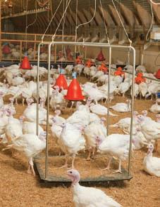 Swing 70 Poultry scale for turkeys Swing 70 consists of a 1 x 1 m large plastic plate that is fixed to two stainless steel brackets.