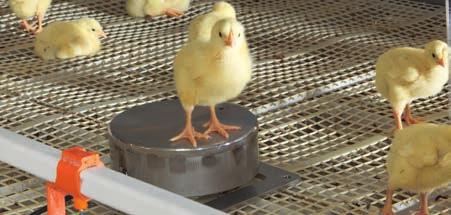 IncasCompact Poultry scale for pullets and the AviMax broiler system IncasCompact is a poultry scale ideal for weighing pullets as well as broilers kept in the AviMax system.