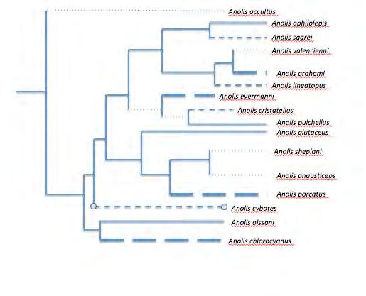 3. The figures below show two phylogenetic trees similar to the one you constructed in the virtual lab but with more lizards.