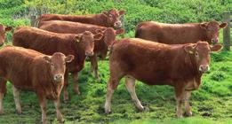 OBHs must keep growing during and after pregnancy Heifers must continue to gain liveweight and condition after calving, unlike mature cows that will lose condition after giving birth.