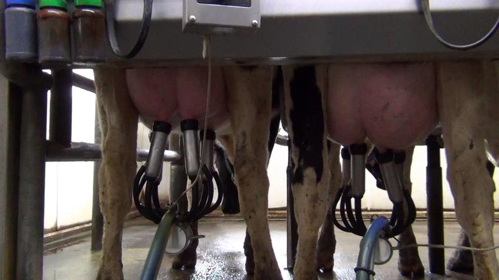 Staph is spread during the milking process