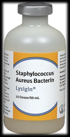 Lysigin Staph. aureus Vaccine Lysigin R USDA licensed (#124) Boheringer-Ingelheim AKA Somato-staph BI Lysed culture of polyvalent somatic antigens.