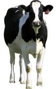 Dry cow product use in heifers Cefa-Dri Tomorrow Dry-clox Albadry Plus Biodry