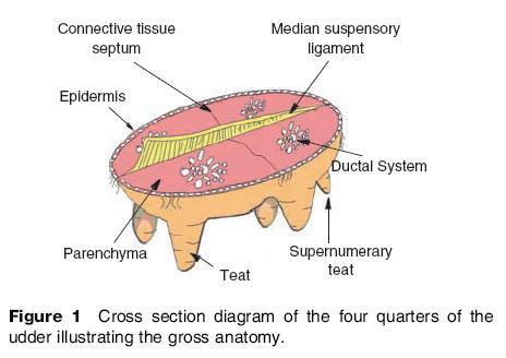 Gross Anatomy: Bovine