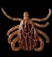 Aragasidae = Soft ticks