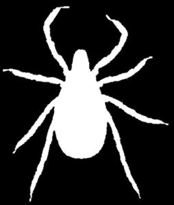 Tick (deer tick) Ixodes scapularis Where found: Widely