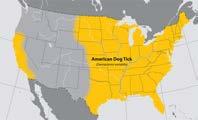 American Dog Tick Dermacentor variailis Where found: Widely distriuted