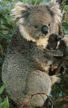 Mammals Kangaroos, Koala,
