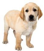 A name is the first gift that a guide dog puppy receives.