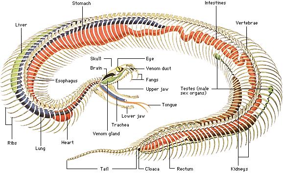 Serpentine body plan, the unique morphology of snakes Lengthened by extra vertebrate Internal organs are modified to