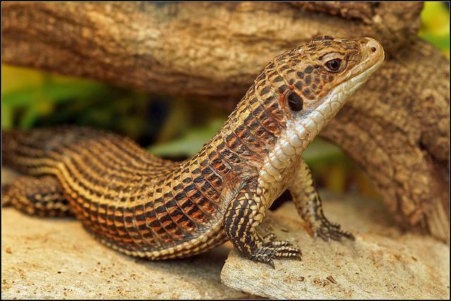 Squamata the Lizards Versatile tongue for sensory perception with Jacobson s organ, for catching food or as a warning to would be predators Locomotion usually on land with developed legs.