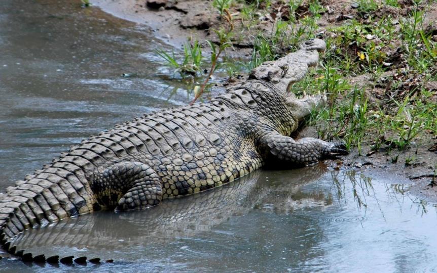 Crocodilia Crocodiles, Alligators and Complete separation of arterial and venous blood True