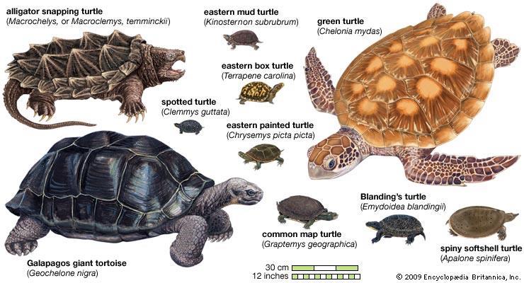 The shell of turtles and tortoises Modifications to the shell over evolutionary time: Making the shell lighter in large land tortoises and water turtles Hinges for closing up tight in some