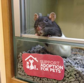 Centres This year a series of Pets at Home store refurbishments saw us reach 400 Support For Pets adoption centres in stores