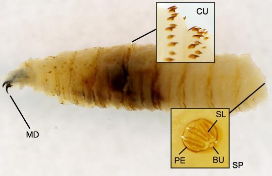 Morphology of Myiasis-causing Fly Larvae CU: cuticular spines MD:
