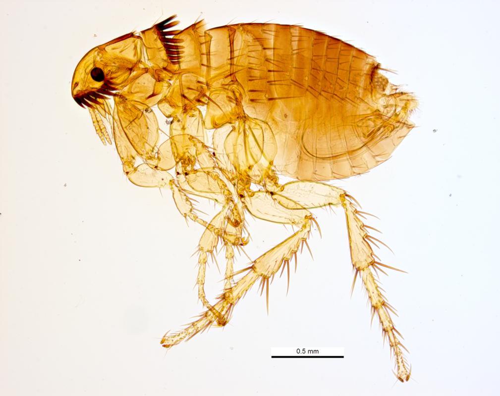Ctenocephalides spp. (cat and dog fleas) Presence of genal and pronotal combs, with more than 5 teeth on the genal comb.