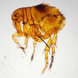 Pulex irritans (human flea) Lacks both pronotal and genal