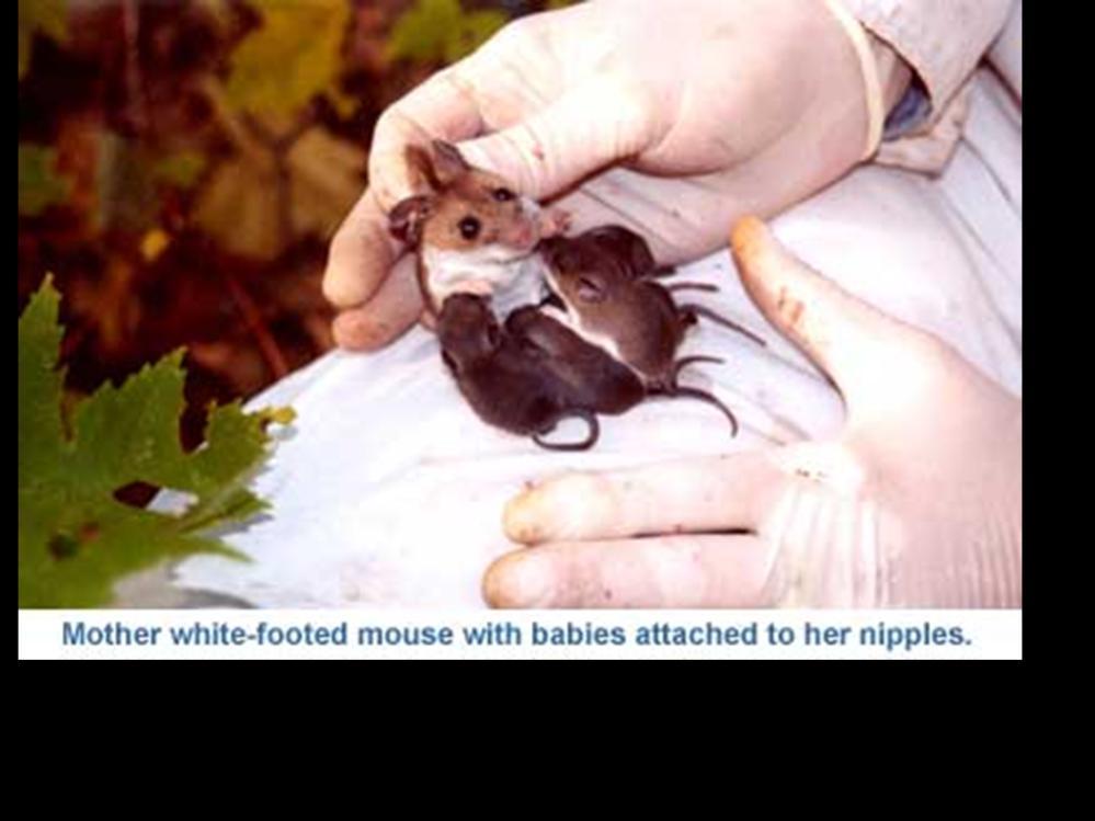 Following mast years, deer mice produce larger litters of young more frequently.