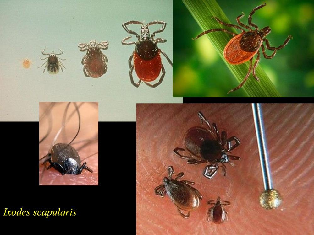 Causality at one remove: The bacterium is vector-transmitted it must be transferred between hosts via a bite by the deer tick Ixodes scapularis.