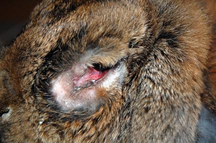 rabbit), to block. This blockage means the tears cannot drain, so they build up in the eye and are a prime site for bacteria to Eye Problems in Rabbits By Cat Henstridge BVSc MRCVS colonise.