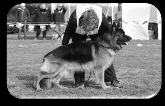 Specialist Dog and Bitch of the Year The Specialist Dog and Bitch of the Year are awarded the Special Show Perpetual Trophy, a tall cup that was donated by Von Roland and Von Eichen kennels in 1978