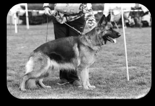 It is awarded to the most successful show dog & bitch on an aggregate point-score from results at GSD specialty shows held Australia wide, including the National show.