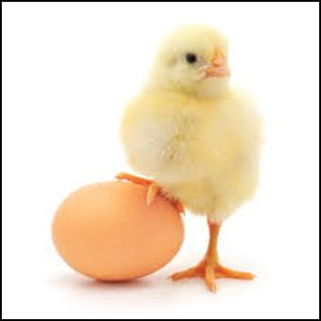 50 EACH Chicks are vaccinated and are pullets at a 90% guaranteed accuracy rate.