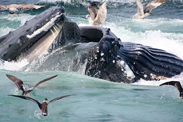 Suborder Mysticeti: baleen whales