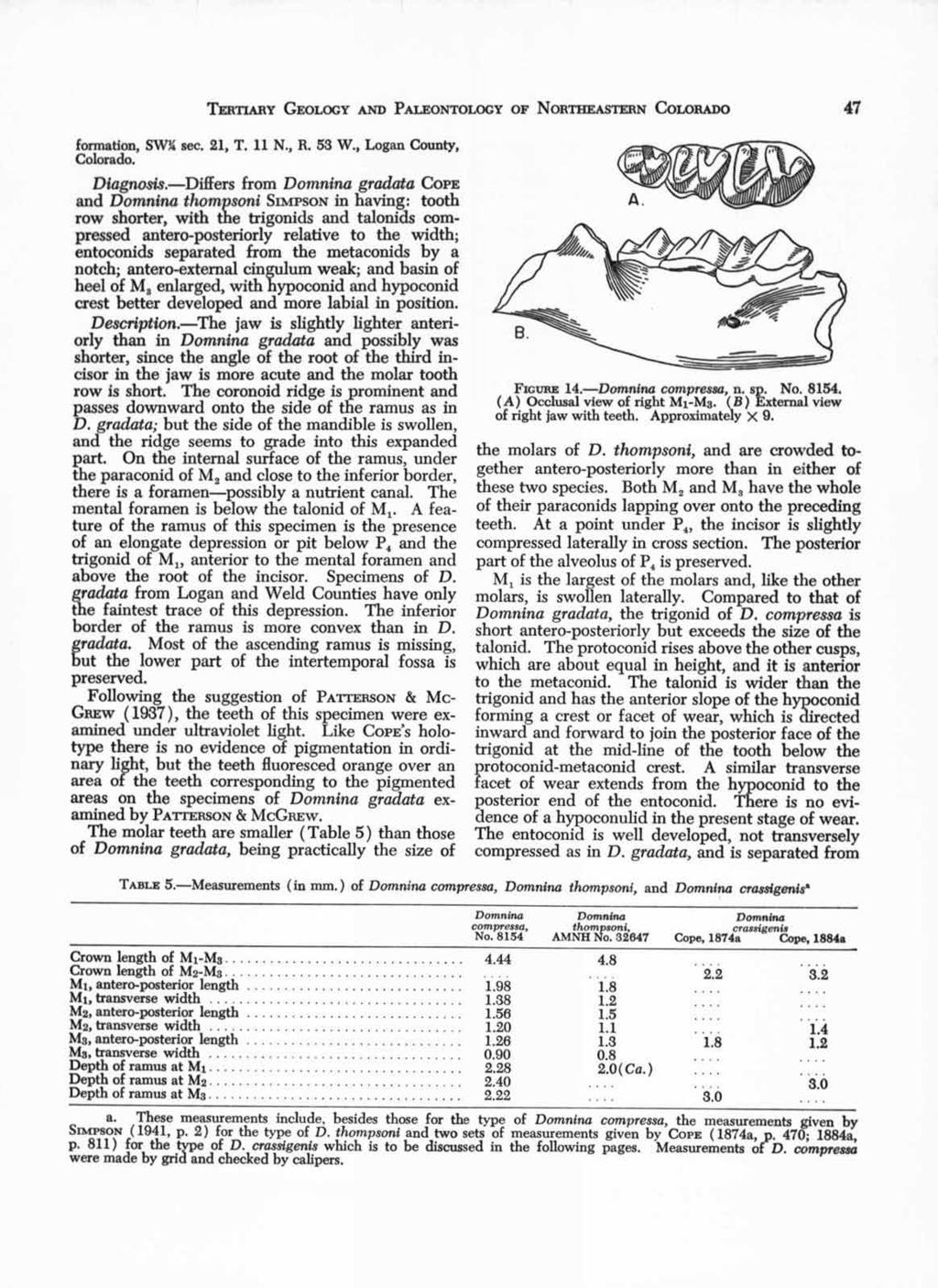 TERTIARY GEOLOGY AND PALEONTOLOGY OF NORTHEASTERN COLORADO 47 formation, SW34 sec. 21, T. 11 N., R. 53 W., Logan County, Colorado. Diagnosis.