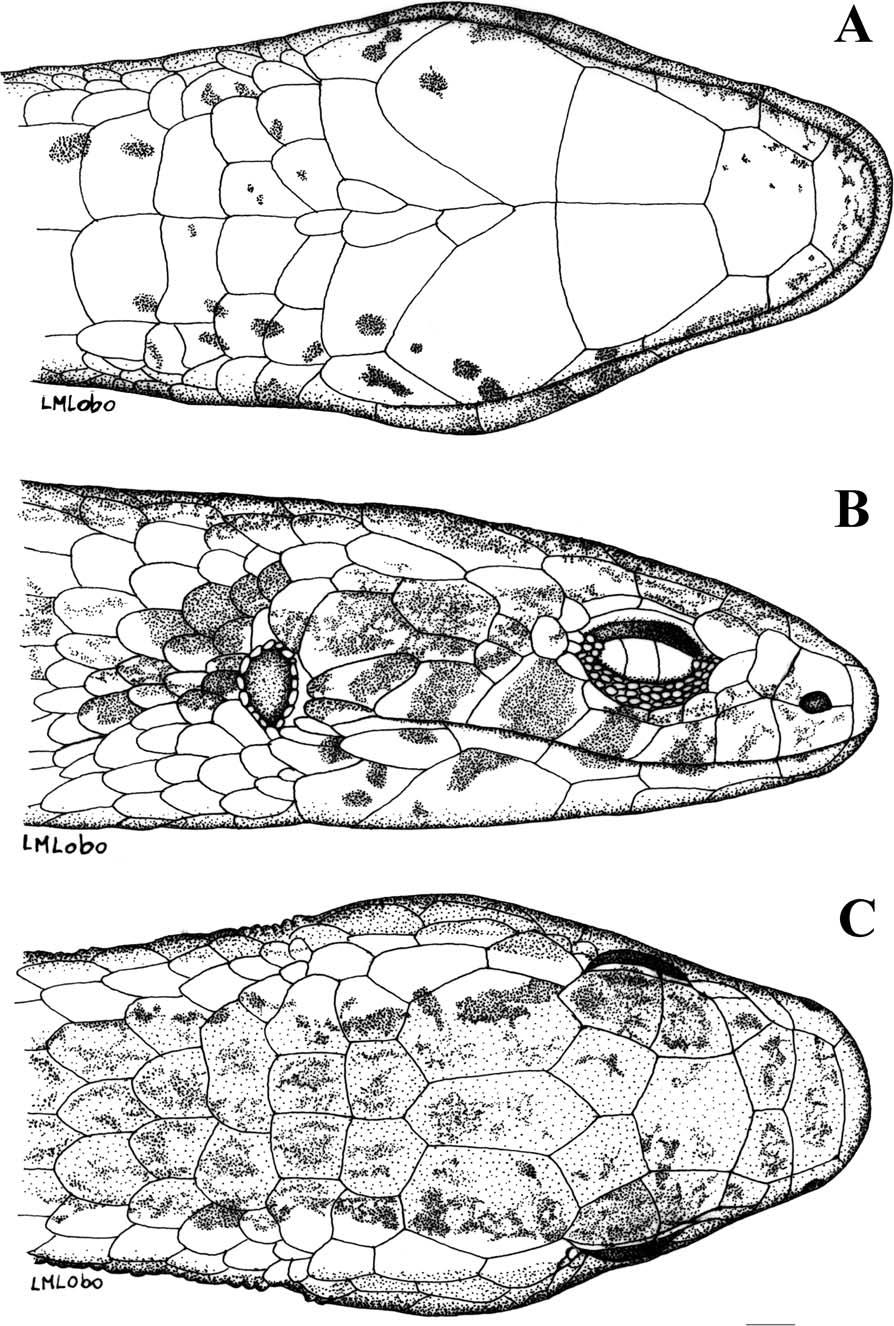2007 RODRIGUES ET AL.: MICROTEIID LIZARD 9 Fig. 2. Ventral (A), lateral (B), and dorsal (C) views of the head of the holotype of Alexandresaurus camacan (MZUSP 93201). Scale 5 1 mm.