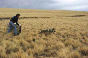 Mexican Gray Wolf Recovery Began releases in 1998 Reviews in 2001 and 2005 Reintroduction will continue The U. S.