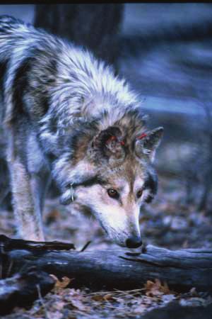 Blue Range Wolf Recovery Area boundary Wolves moving beyond boundary are trapped/rereleased Affects ability to form packs/establish home ranges Return to captivity Takes staff time from essential