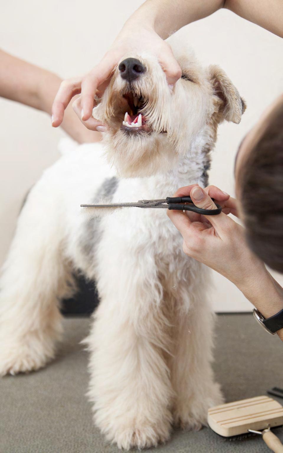 What does it mean to be a professional dog groomer? Becoming a professional dog groomer is more than just the out-of-the-box grooming you see on televised grooming competitions.