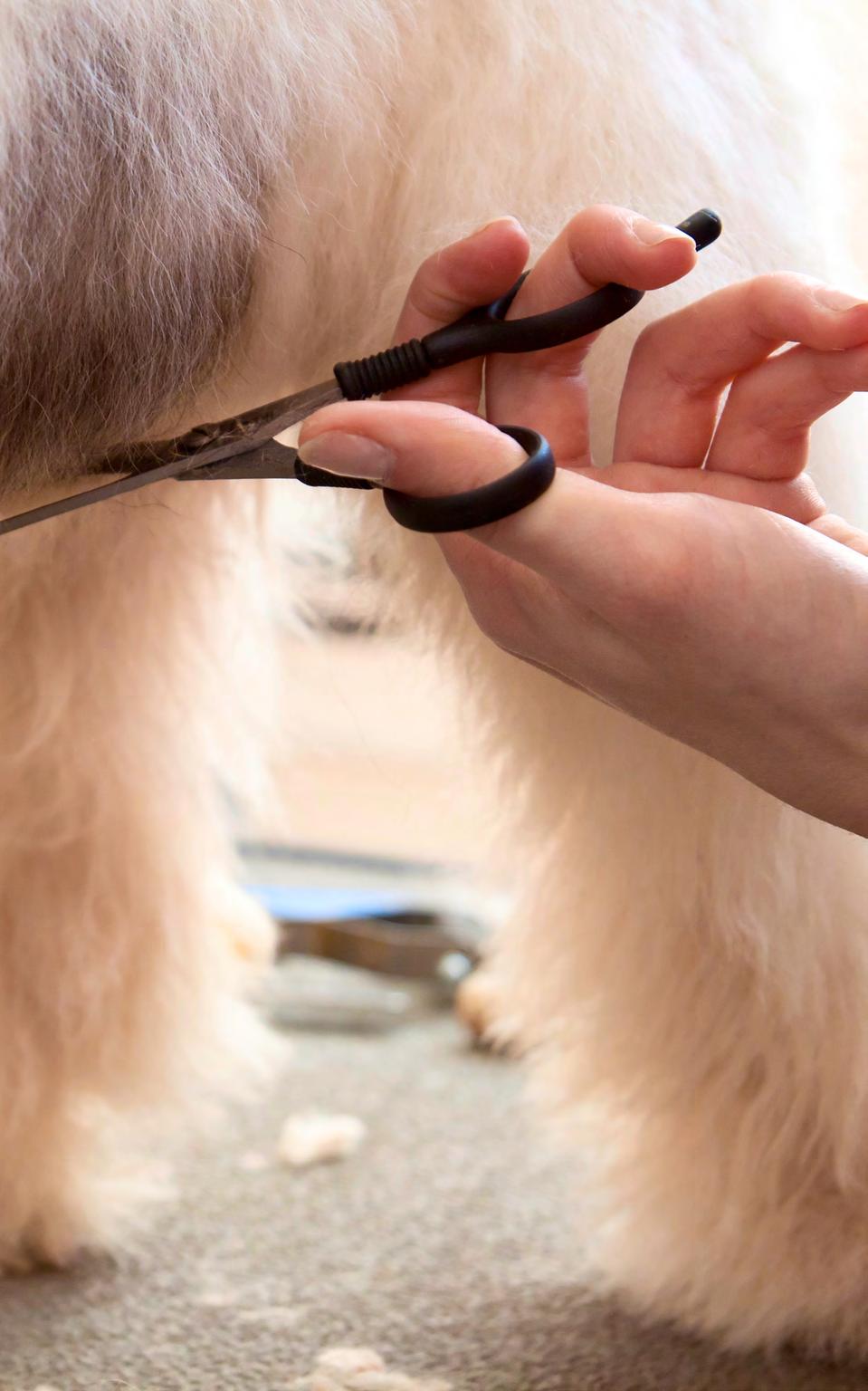 Job Description What is Dog Grooming? Duties As mentioned before, the duties of a dog groomer go beyond aesthetic styling (although you can specialize in creative grooming).