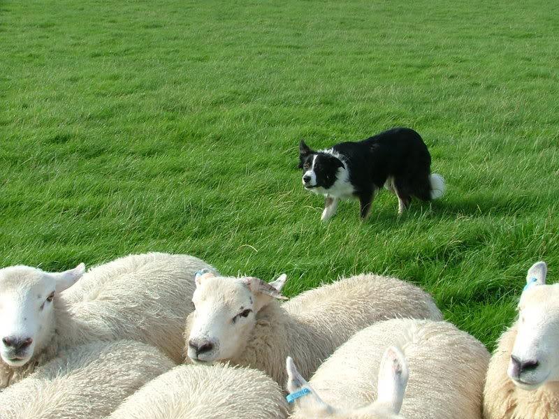 Catalogue of Sale A Sale of Working Sheepdogs Tuesday 27 th June 2017 Stratford