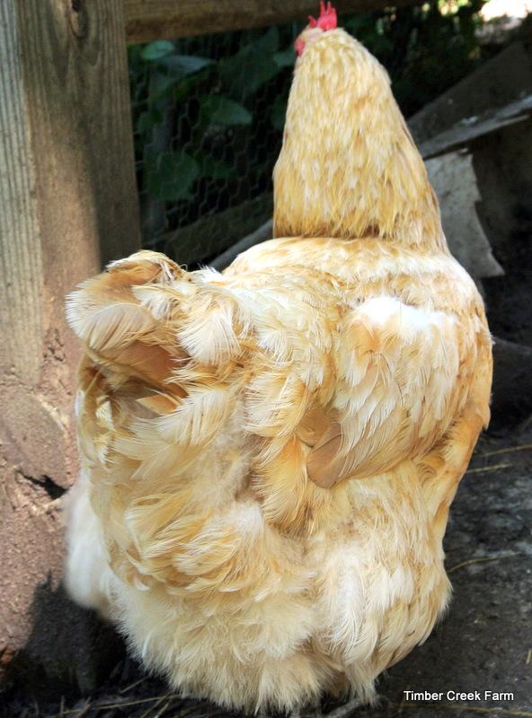 The time it takes to molt varies from chicken to chicken.