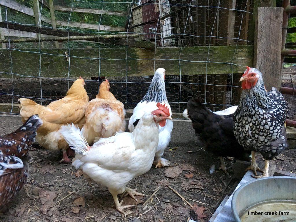 appearance. The chickens are molting! What Triggers Chickens to Molt As daylight begins to shorten, molt is triggered.