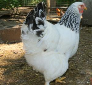 The Chickens are Molting! How Can I Help? The best thing you can do to support your chickens during molting season, is to feed adequate protein in the form of a high quality layer ration.