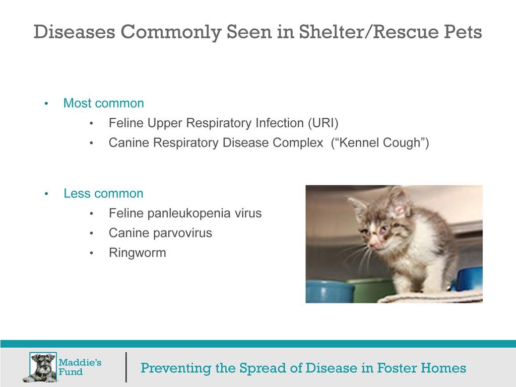 If foster pets do become sick, the most common conditions tend to be respiratory infections. The disease in cats is called Feline Upper Respiratory Infection or just URI for short.