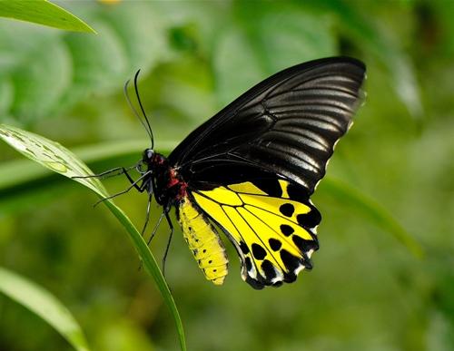 Common Birdwing Although the Common Birdwing (Troides helena cerberus) is a big and magnificent forest species from the Birdwings and Swallowtails (Papilionidae) family, it can occasionally be found