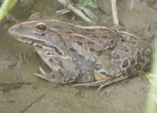 Amphibians and Reptiles of Surajpur