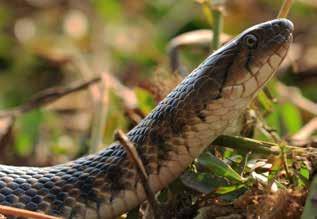 Among snakes, Checkered Keelback Xenochrophis piscator was recorded very often in the edges of wetland habitat followed by Red Sand Boa Eryx johnii, which was seen occasionally in woodland habitat,