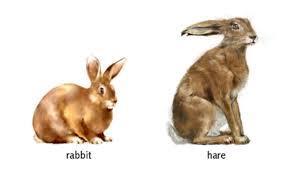 Rabbits and Hares are usually classified as the same animal but they are very different. Rabbits, for example are born helpless. They're eyes are closed and they have no fur.