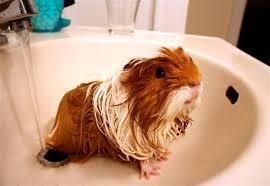 Carefully pick a guinea pig up one hand supporting the bottom, the other on the back They should