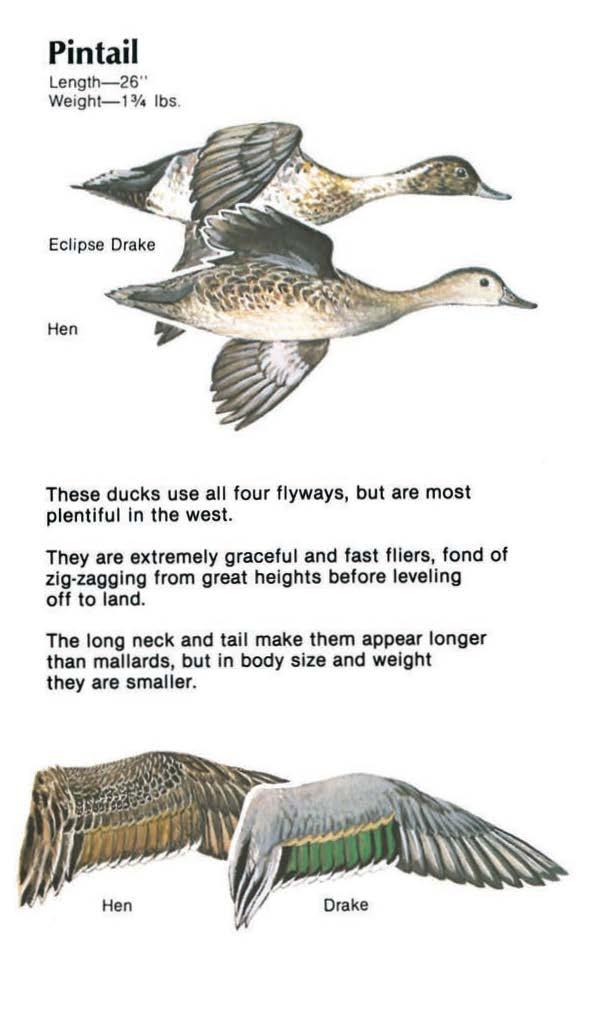 Pintail Length-26" Weight-13/ lbs. These ducks use all four flyways, but are most plentiful In the west.