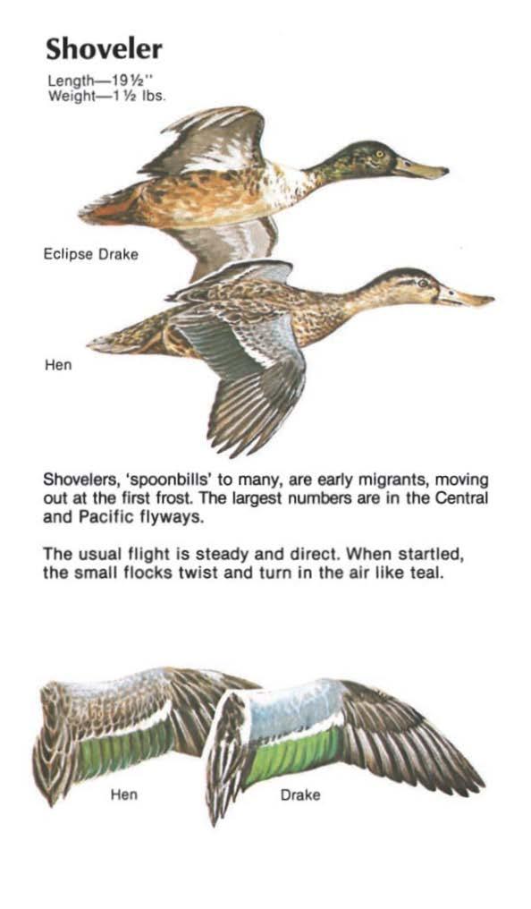 Shoveler Length-19 Y2'' Weight-1 Y2 lbs. Shovelers, 'spoonbills' to many, are early migrants, moving out at the first frost.