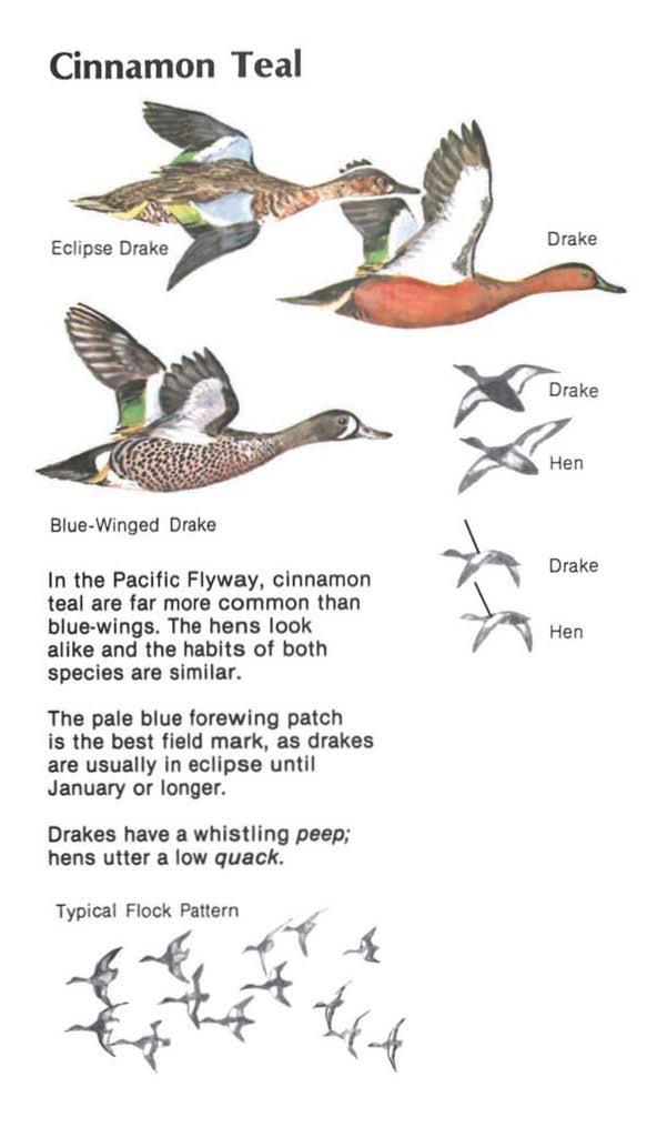 Cinnamon Teal Blue-Winged Drake In the Pacific Flyway, cinnamon teal are far more common than blue-wings.