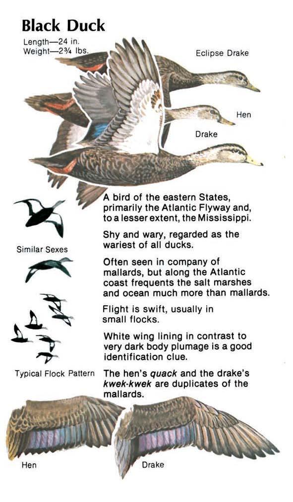 Black Duck Eclipse Drake Similar Sexes A bird of the eastern States, primarily the Atlantic Flyway and, to a lesser extent, the Mississippi. Shy and wary, regarded as the wariest of all ducks.