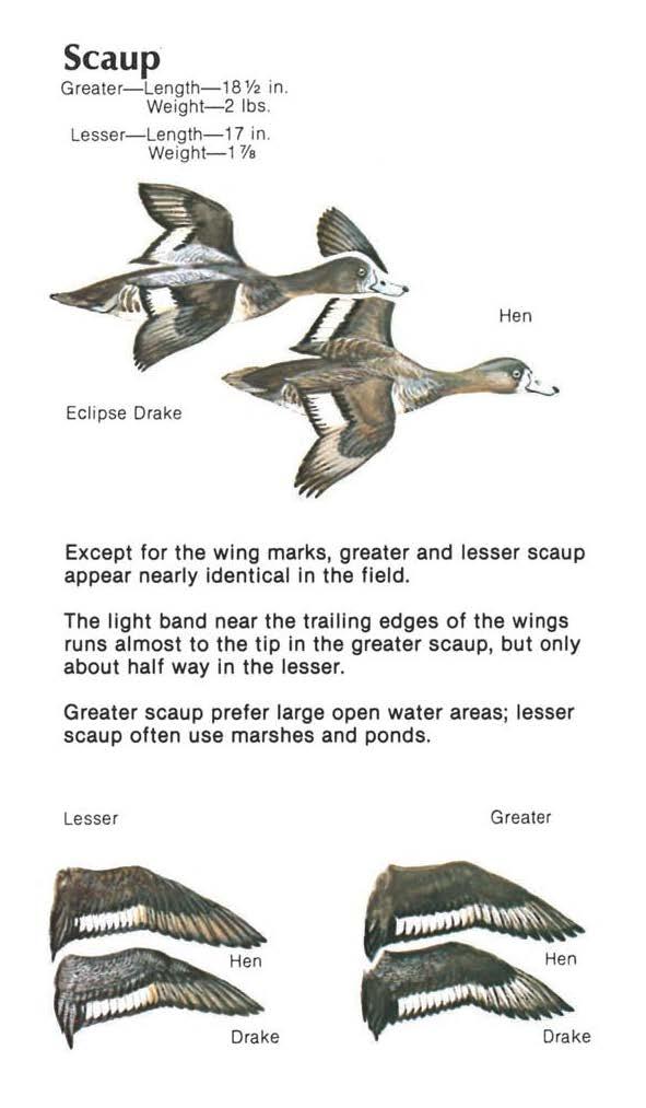 Scaup Greater-Length-18 V2 in. Weight- 2 lbs. Lesser- Length-17 in. Weight-1 "Va Hen Eclipse Drake Except for the wing marks, greater and lesser scaup appear nearly Identical In the field.