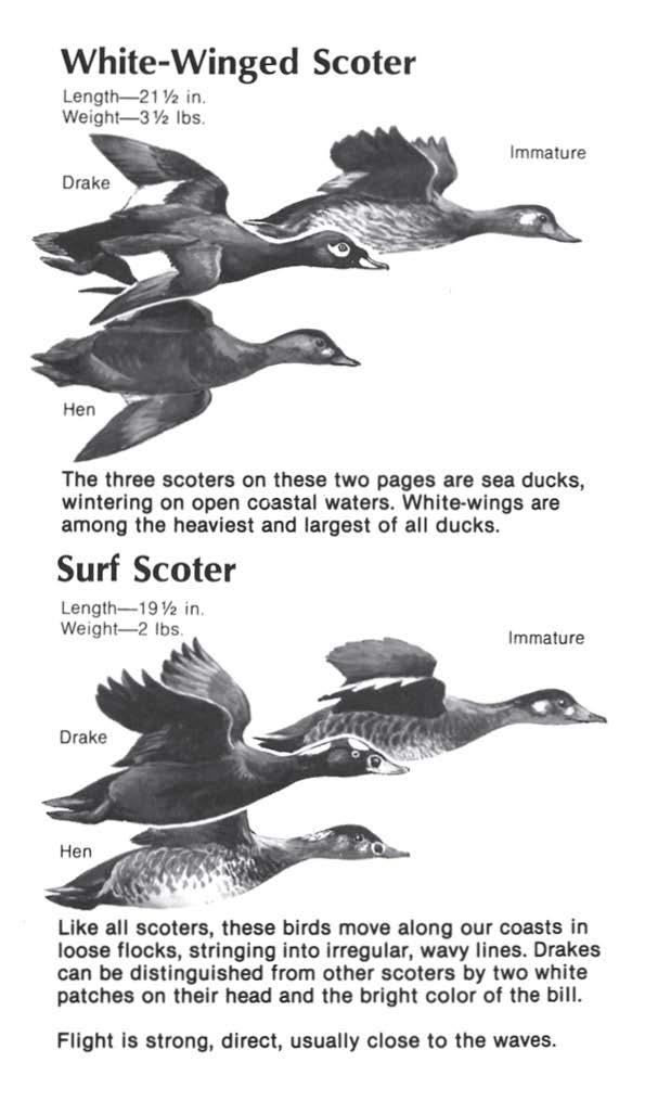 White-Winged Scoter Length--21 Y2 in. Weight-3 Y2 lbs Immature The three scoters on these two pages are sea ducks, wintering on open coastal waters.